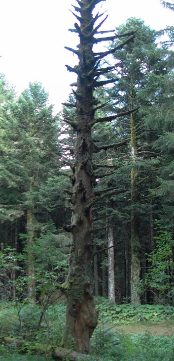 Die Mittelspitz von der Rosteige im Wald in der Auvergne 03
