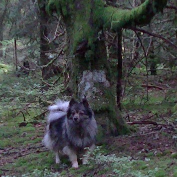 Die Mittelspitz von der Rosteige im Wald in der Auvergne 06