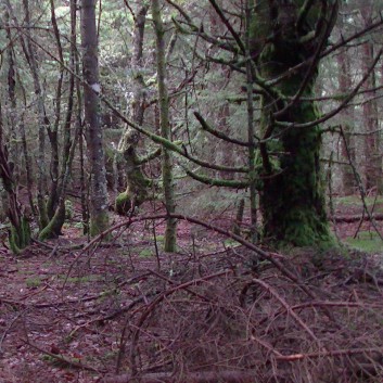 Die Mittelspitz von der Rosteige im Wald in der Auvergne 07
