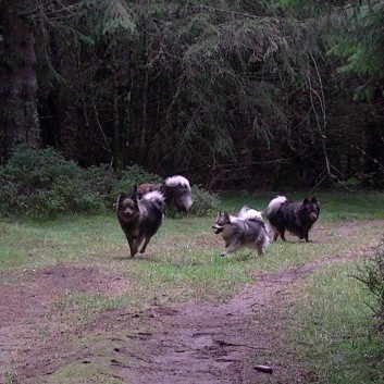 Die Mittelspitz von der Rosteige im Wald in der Auvergne 08